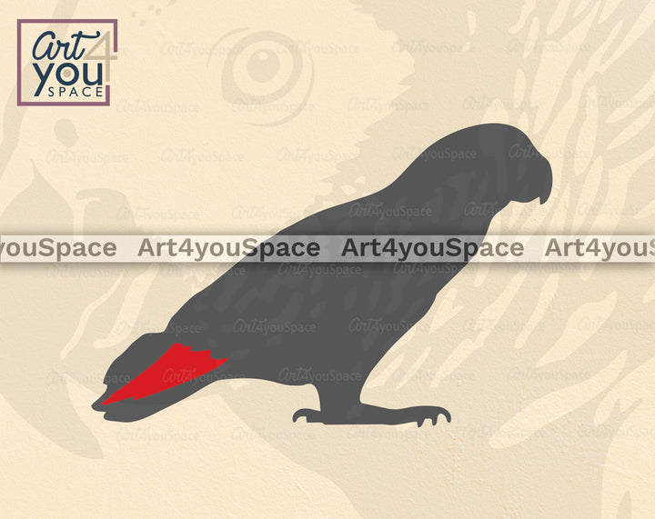 African Grey 