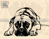 Boxer Vector