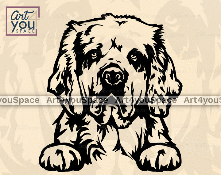 Clumber Spaniel Paws PNG