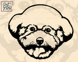 Bichon Frise PNG