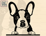 Boston Terrier PNG