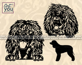 Irish Water Spaniel SVG