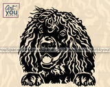 Irish Water Spaniel Clipart