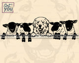 Maremma Vector