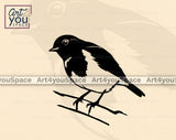 Robin Vector